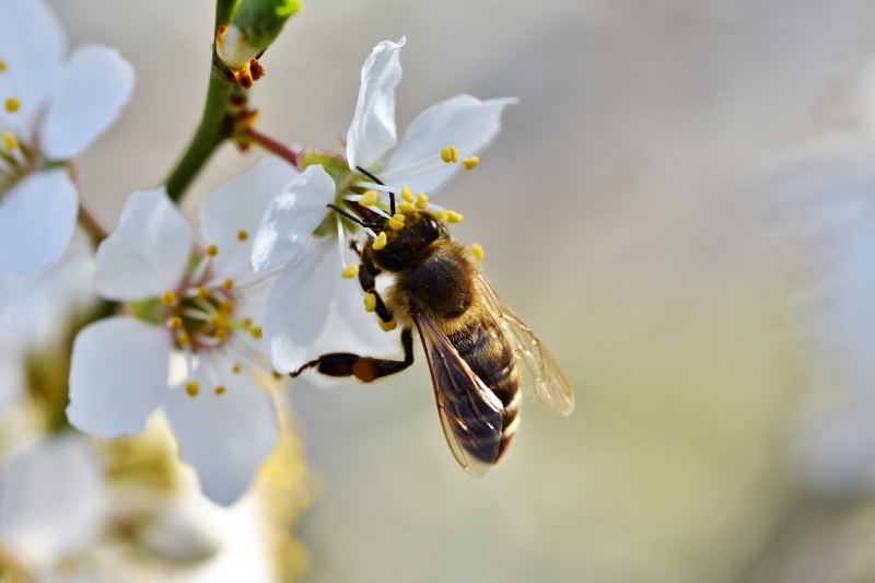 jardinerie-CAUSSOLS-min_bee-4092986